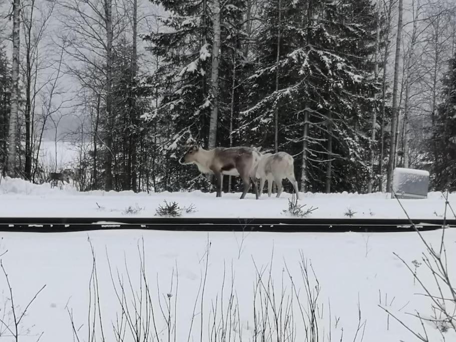 Mukava Mummonmoekki Maaseudun Rauhassa Villa Koivu Bagian luar foto